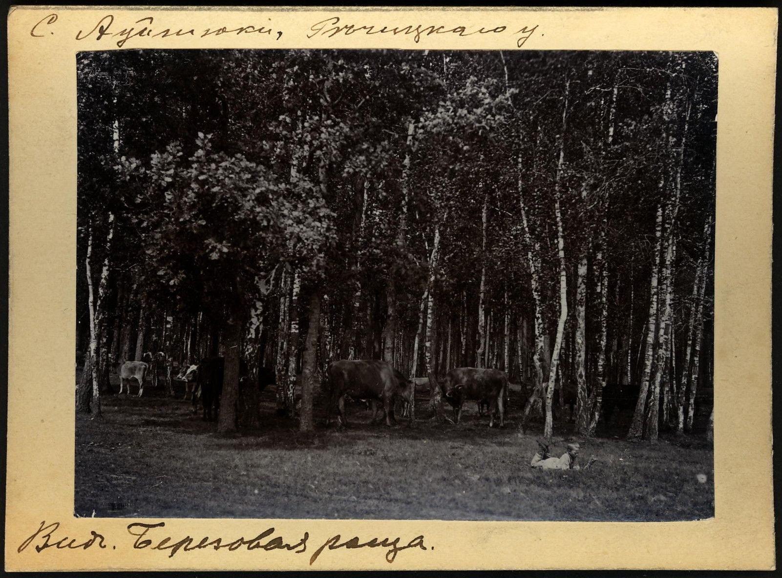Schwarzes und weißes Foto einer Herde Kühe, die auf einer bewaldeten Fläche grasen, mit Text am unteren Bildrand.