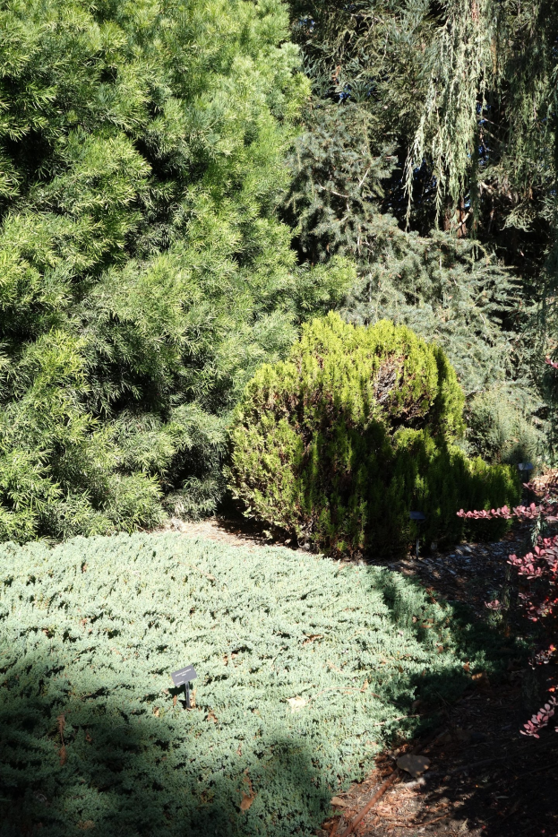Ein Garten mit grünen Pflanzen, Bäumen und Erde am Boden.