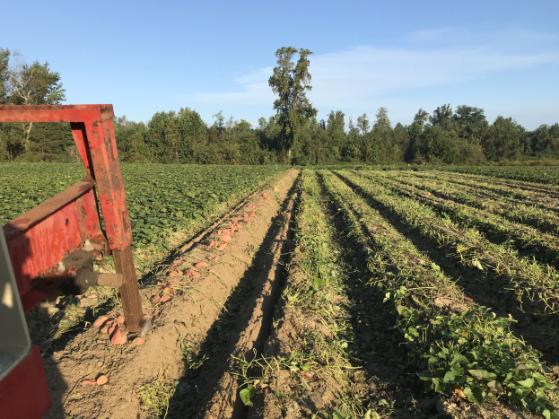 Ein Traktor pflügt ein Sojabohnenfeld mit einer Egge im Vordergrund, umgeben von Bäumen und einem klaren blauen Himmel im Hintergrund.