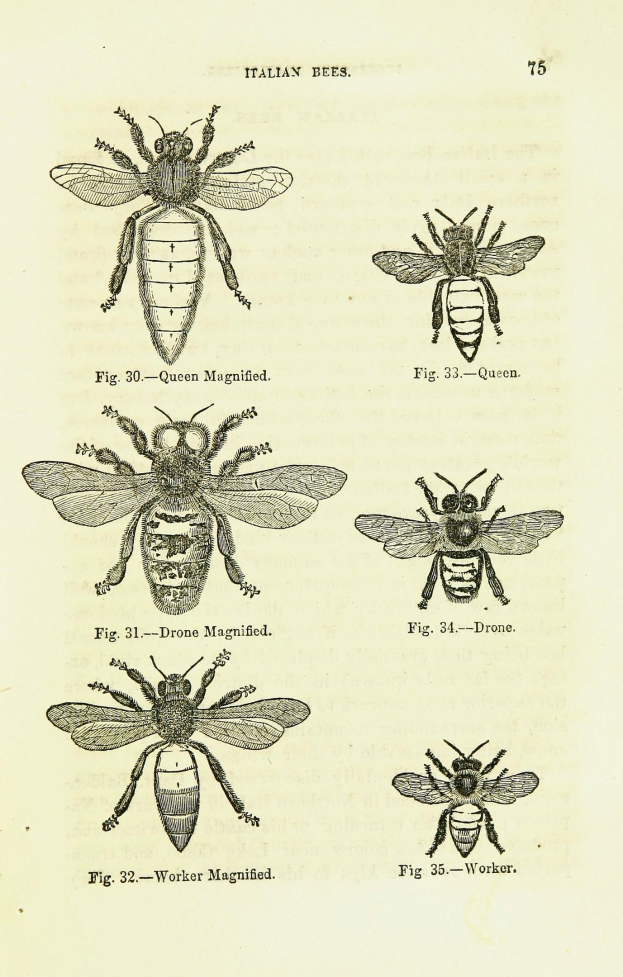 Eine Buchseite mit detaillierten Illustrationen verschiedener Bienen, jede mit einzigartigen Merkmalen, begleitet von beschreibendem Text ├╝ber die Insekten und ihre Lebensr├Ąume.