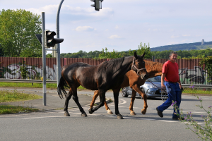Eine Person führt zwei Pferde an der Straße entlang, während im Hintergrund ein Auto, ein Zaun und Bäume zu sehen sind.