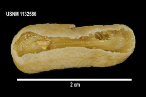 Ein Nahaufnahme eines einzelnen Peanuts in der Mitte des Bildes, mit Text oben und unten, vor schwarzem Hintergrund.