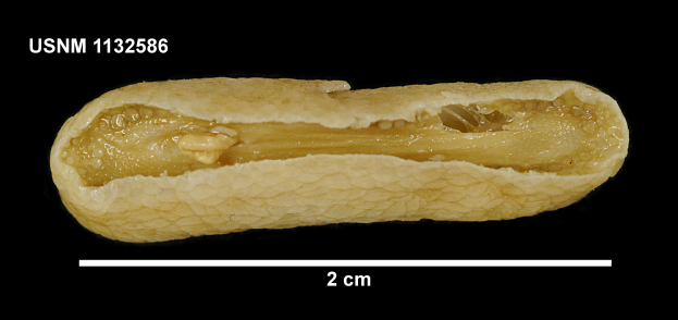 Ein Nahaufnahme eines einzelnen Peanuts in der Mitte des Bildes, mit Text oben und unten, vor schwarzem Hintergrund.