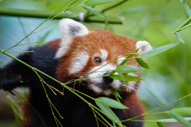 Ein Rotes Panda, das Bambus in einem Zoo isst, umgeben von grünen Blättern mit einem unscharfen Hintergrund.