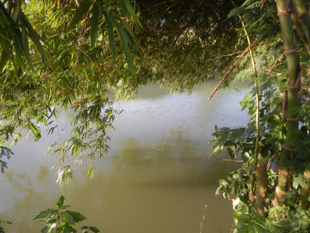 Ein ruhiger, klarer Teich, umgeben von dichter grüner Bambus, der das Laub reflektiert und eine friedliche Atmosphäre schafft.
