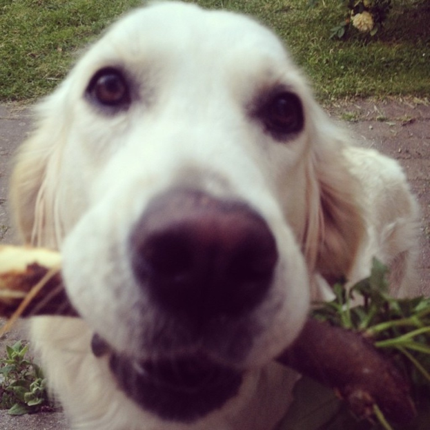 Ein Hund hält einen Stock im Mund auf einem Weg mit ein paar Pflanzen, mit Wiese und einer blühenden Pflanze oben rechts.