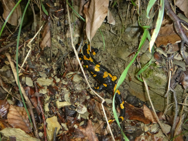 Europ├Ąischer Feuersalamander auf einem Waldboden zwischen trockenen Bl├Ąttern und Zweigen.