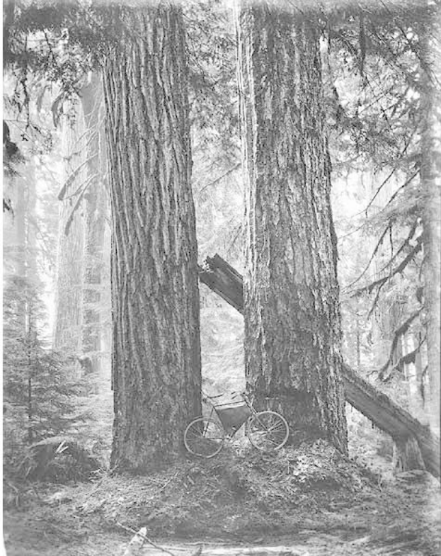 Schwarzes und weißes Foto eines Fahrrads, das auf dem Waldboden inmitten von hohen Redwood-Bäumen geparkt ist, durch deren Zweige Sonnenstrahlen scheinen.