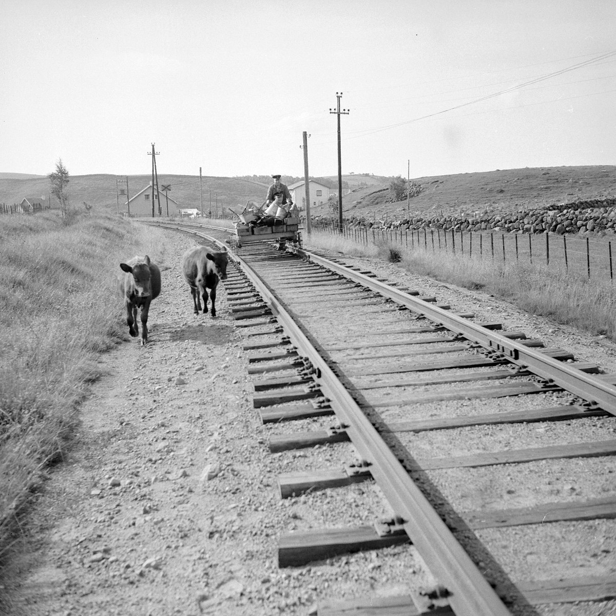 Schwarze und weiße Fotografie von zwei Kühen, die auf den Schienen gehen, mit einer Person auf einem Fahrzeug im Vordergrund, Gras und einem Zaun auf beiden Seiten der Schienen und Häusern, Bäumen und Pfählen im Hintergrund.
